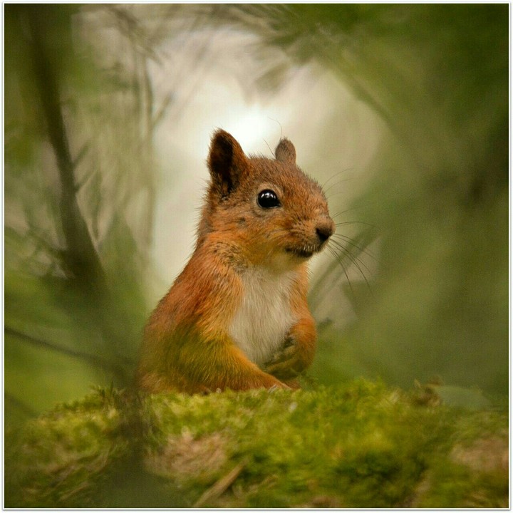 squirrel......