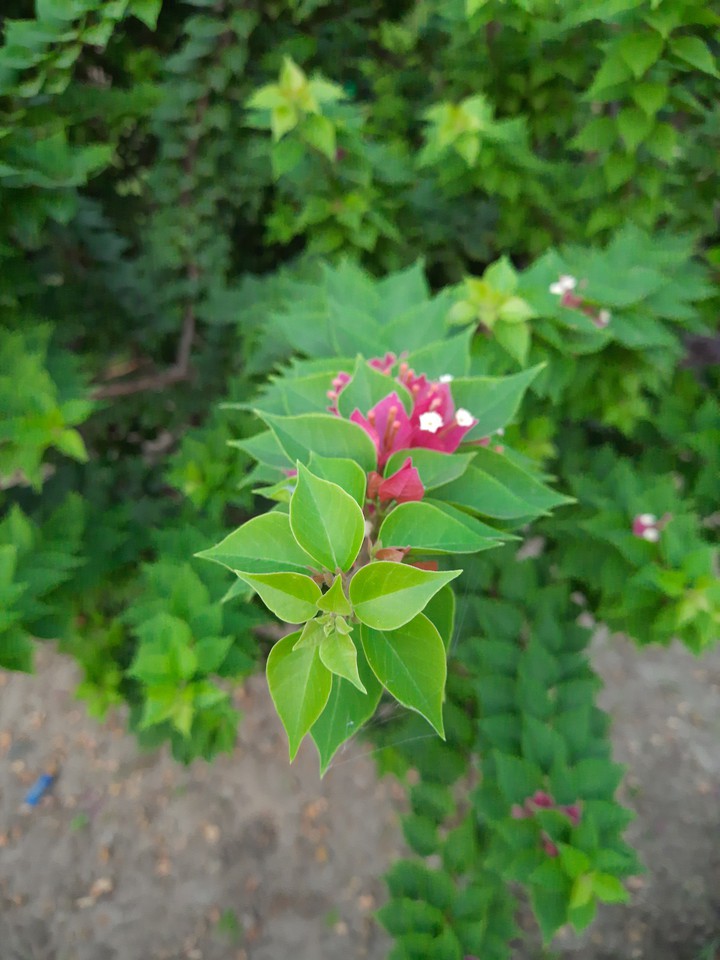 flower
