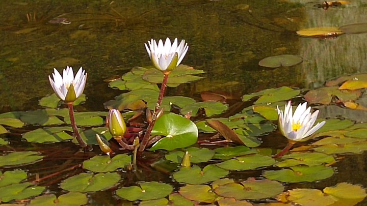 just a flower