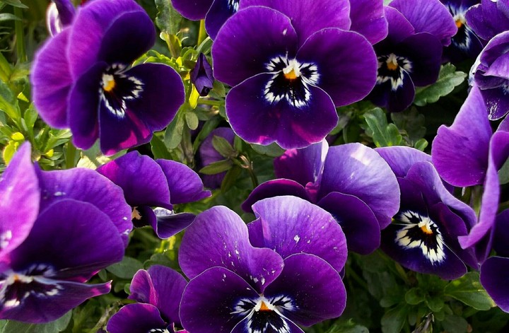 Violet purple