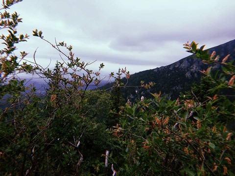 тапети plant, mountain