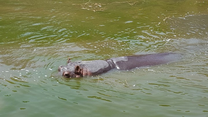 hippo
