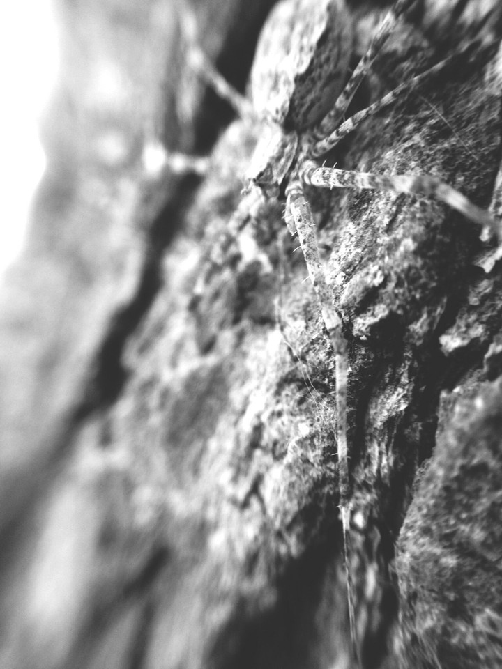 spider on A hunt.