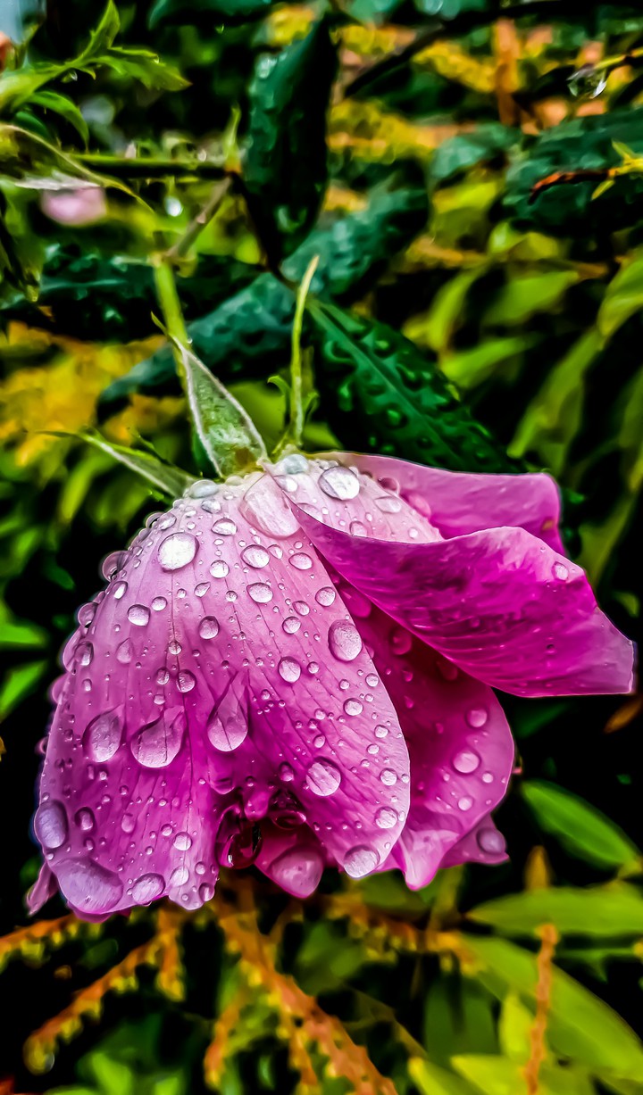 drops