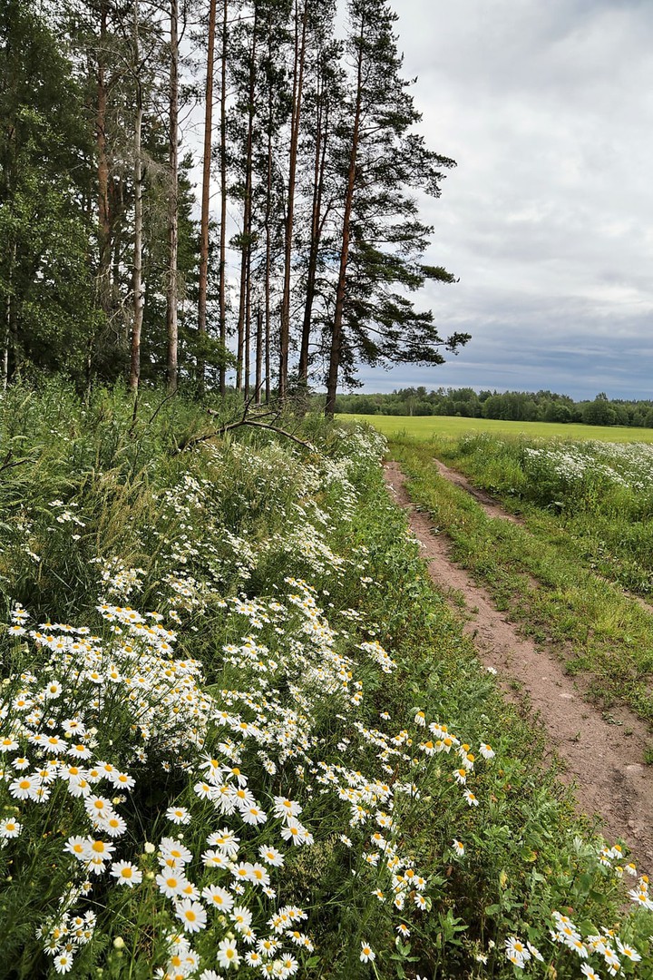 ромашки