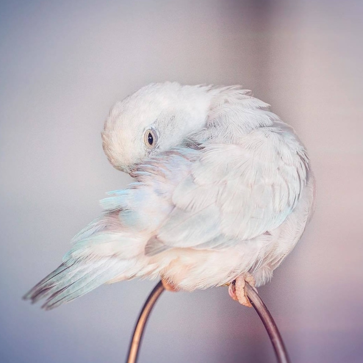 budgie
