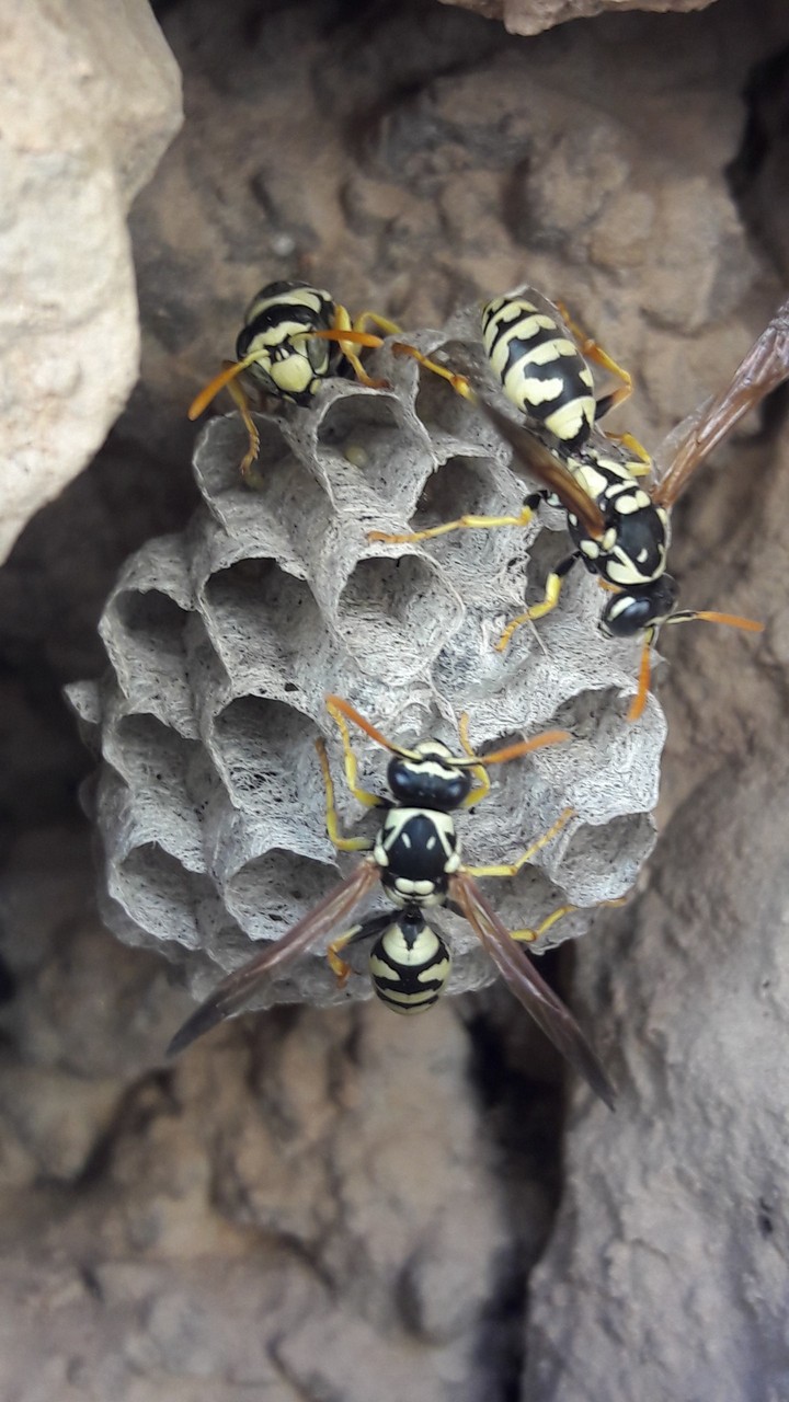 Bees