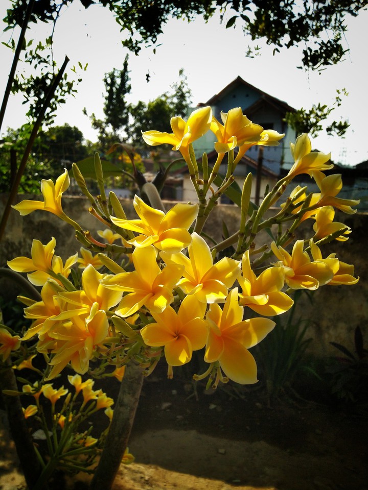 frangipani