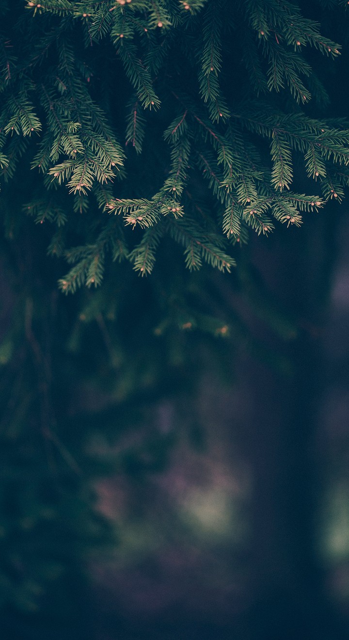 green nature 2