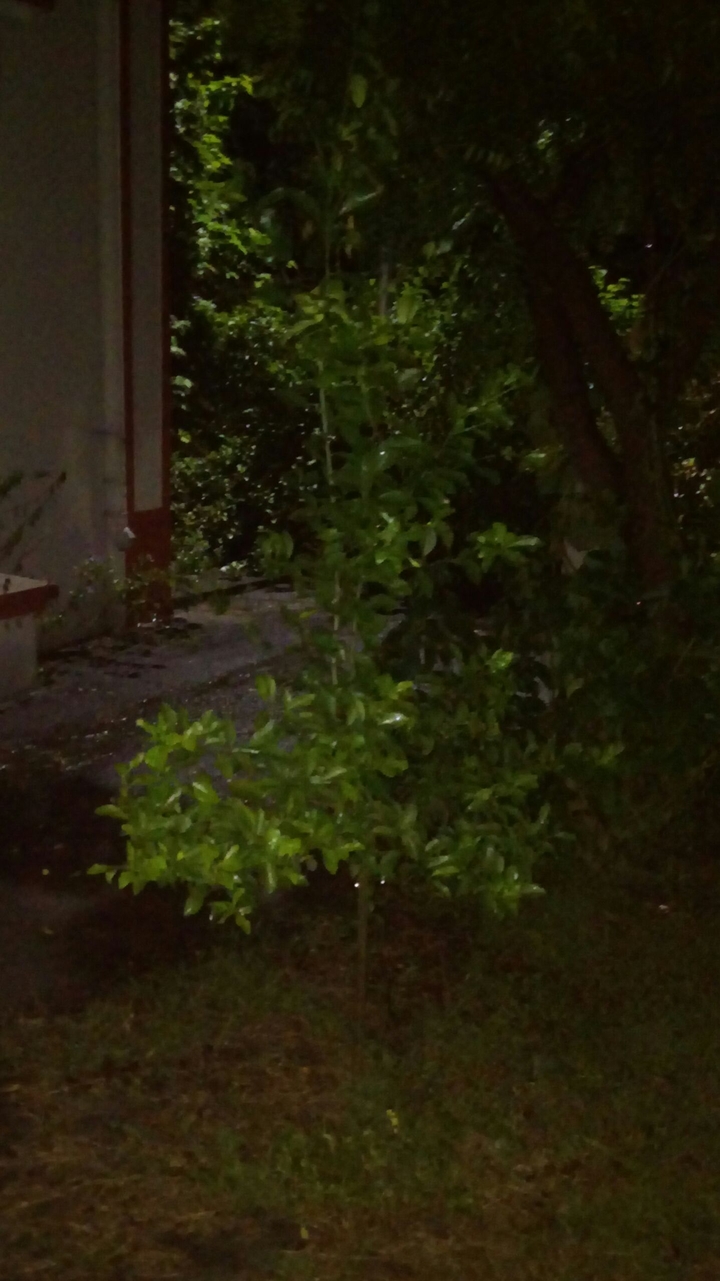 plant