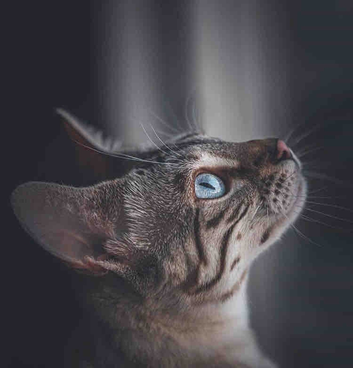 cat lover