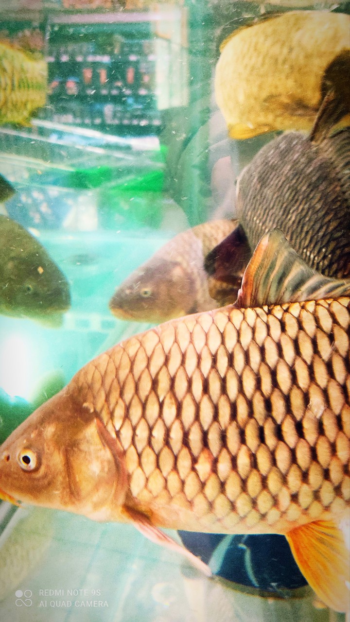 fish