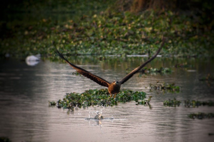 eagle