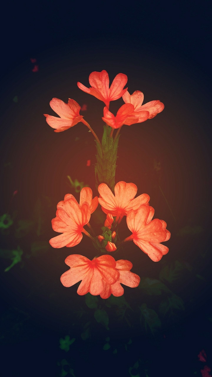 Blossoming Flowers
