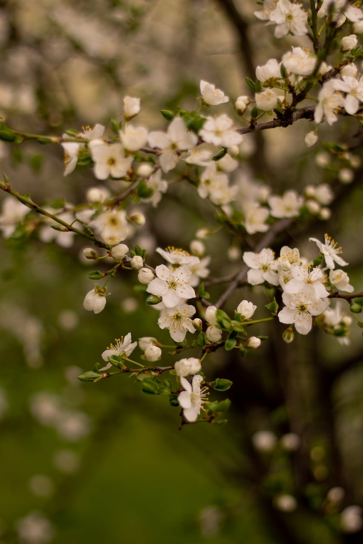 spring