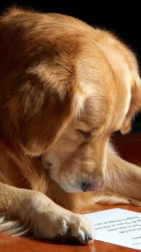 Mein Golden Retriever