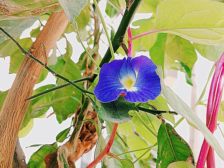 flower