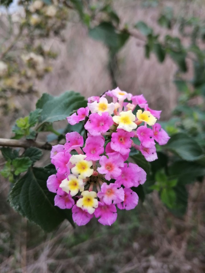 #Lantana