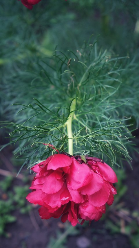 Peony