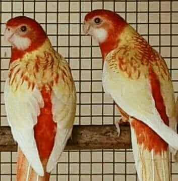 Rosella Bird