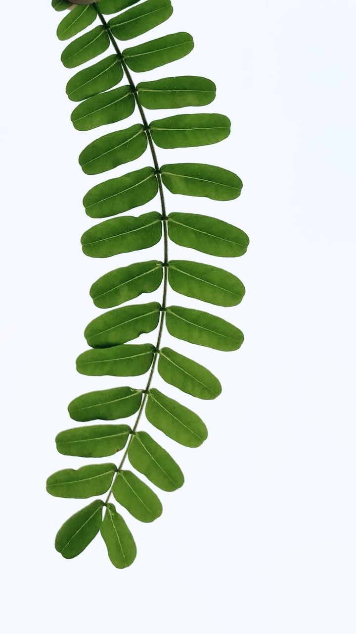 Green Leaf