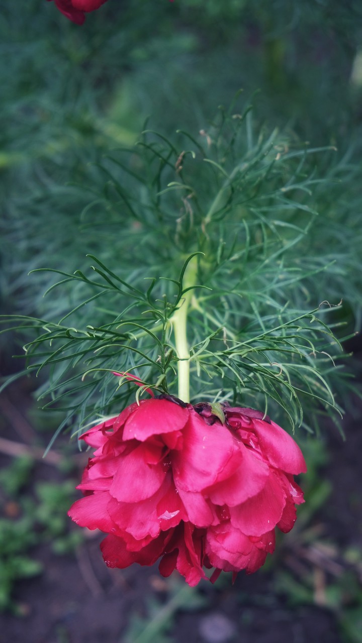 Peony