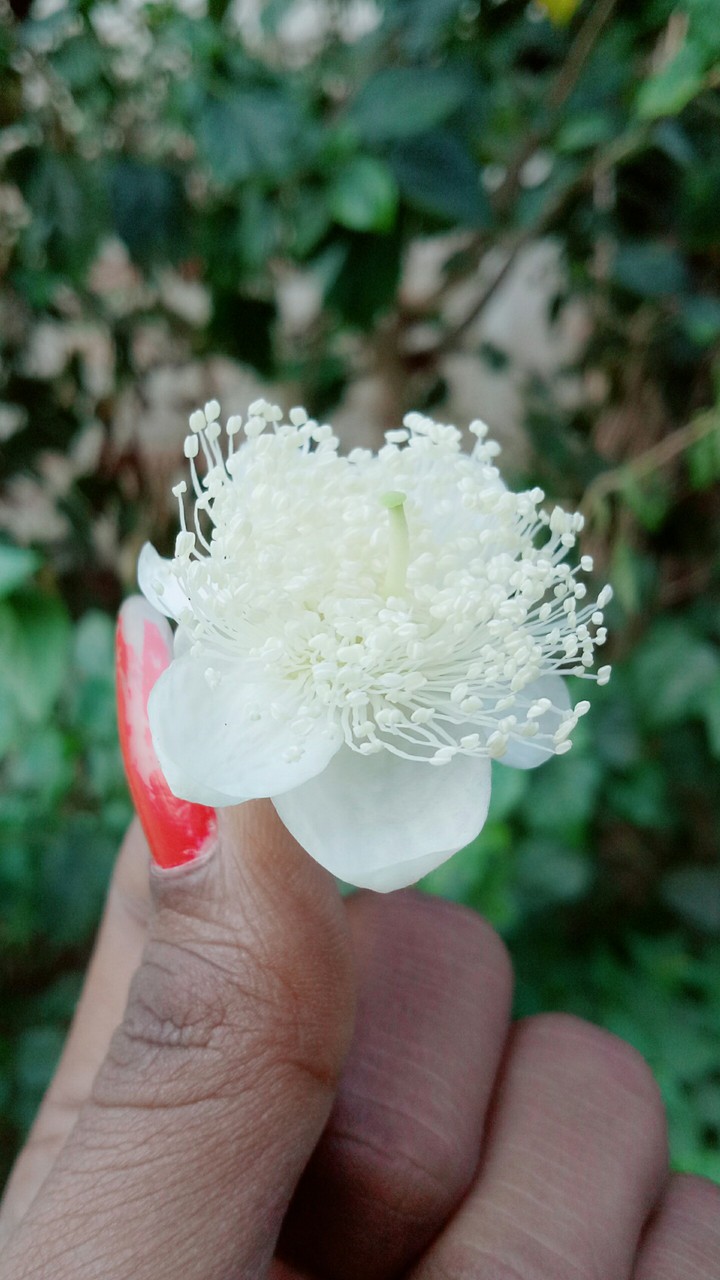 sanjir
