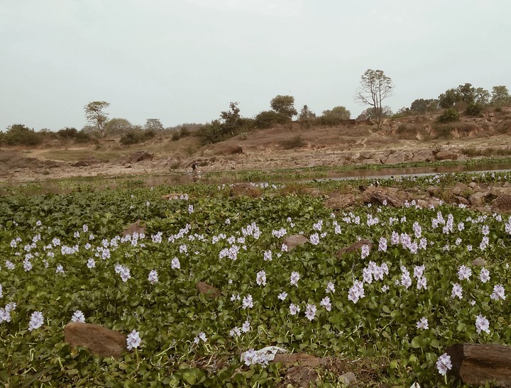 damodar