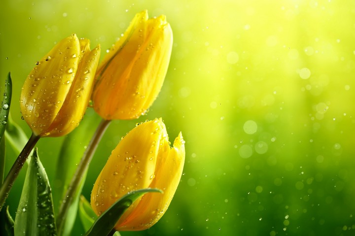 tulipan