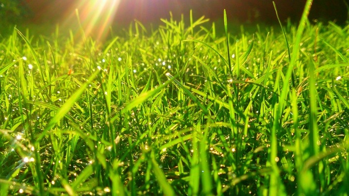 Grass