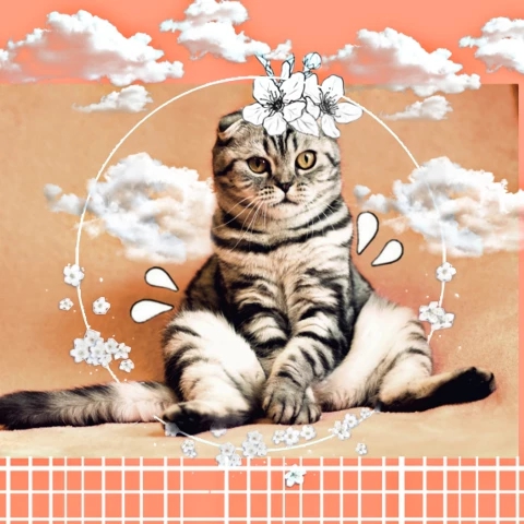 Cat (๑◔‿◔๑)