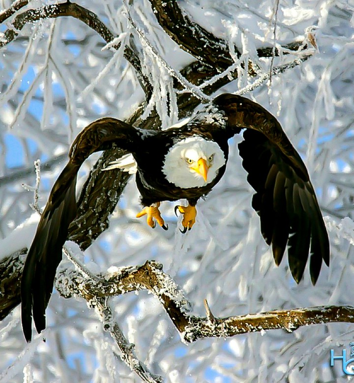 A ? Flight