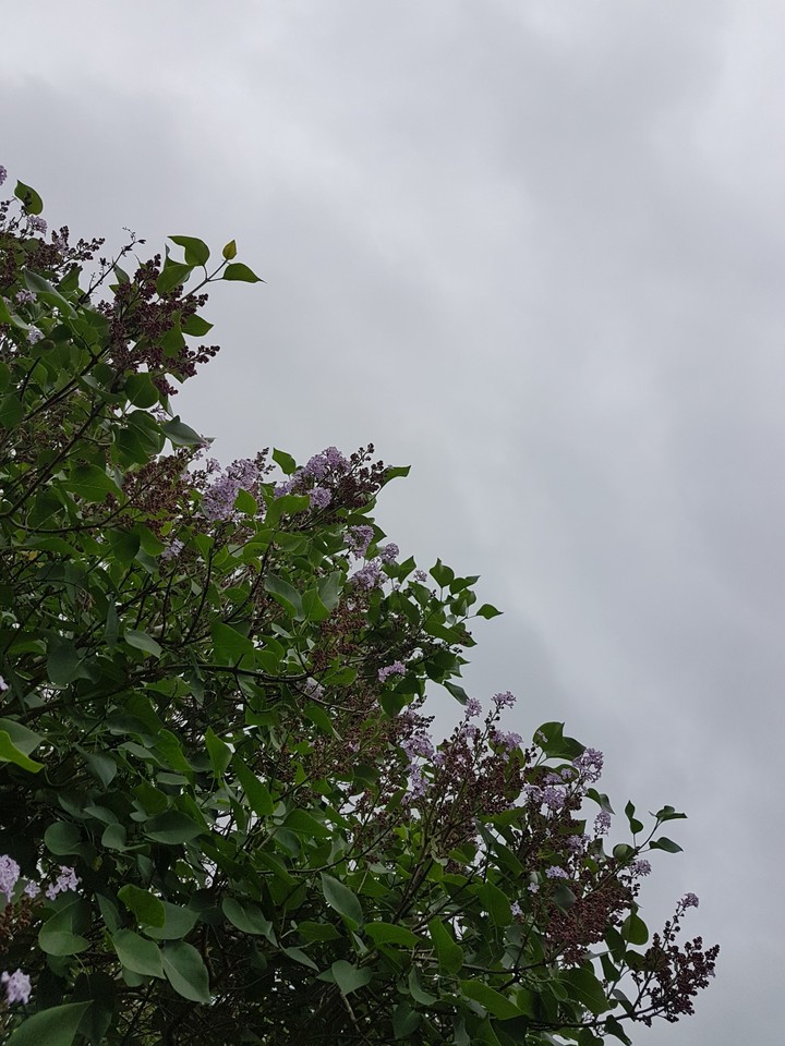 Flower Sky