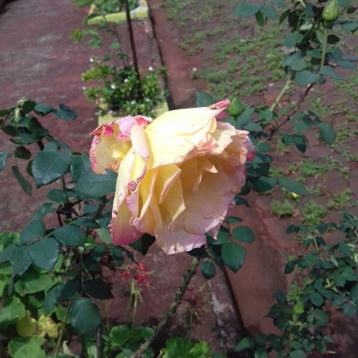 Rosa love
