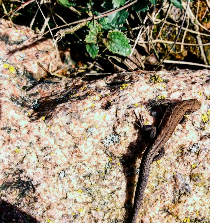 LIZARD