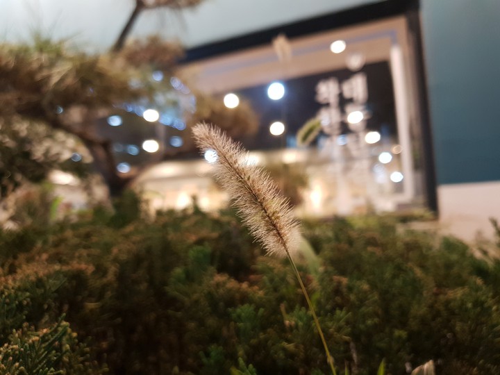 강아지풀