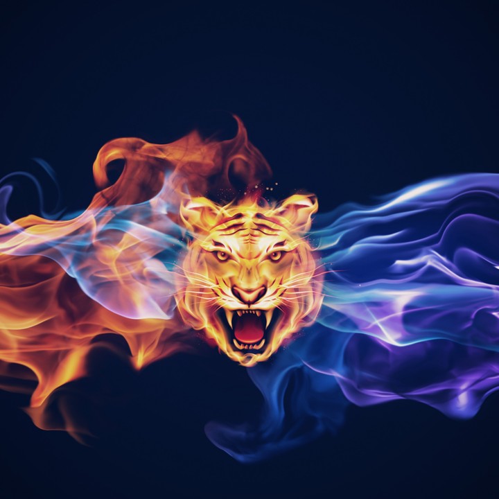 lion