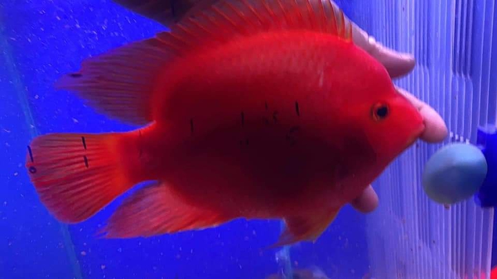 red