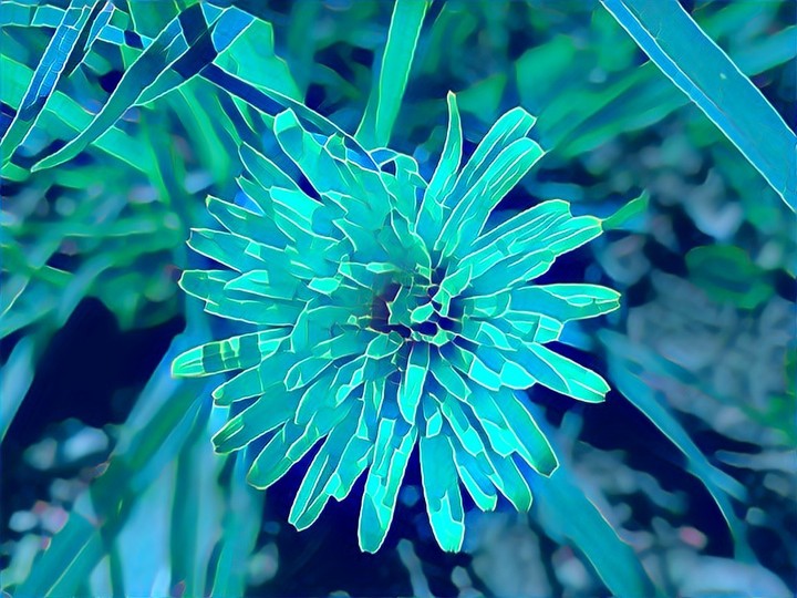 dandelion blue-green