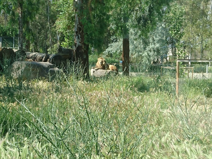 lion