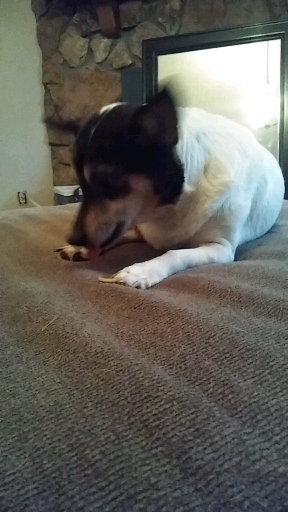 she pepple eater
