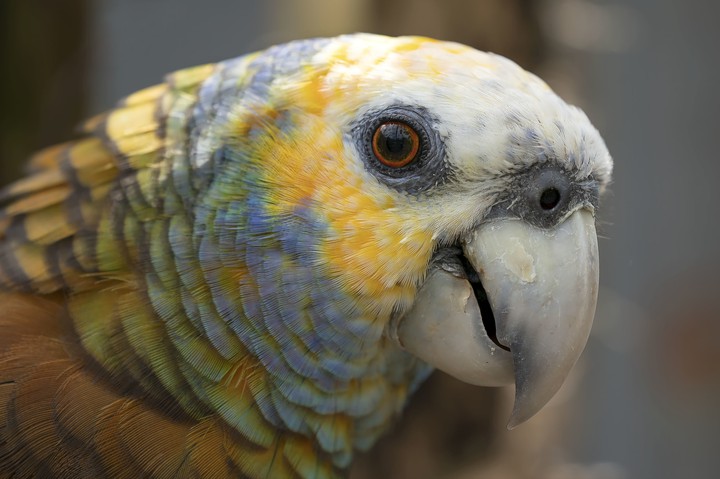 parrot