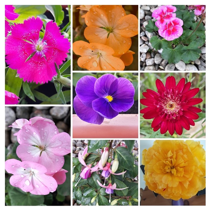 les fleurs de mon jardin