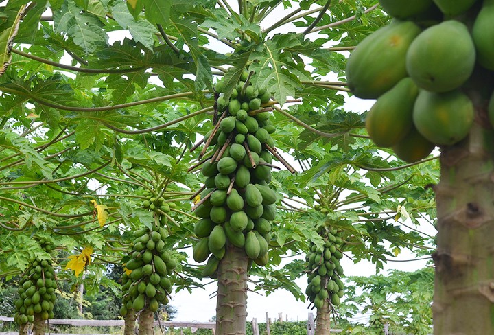 PAPAYA