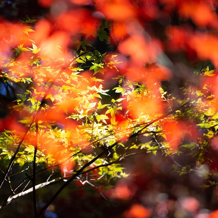 Autumn leaves