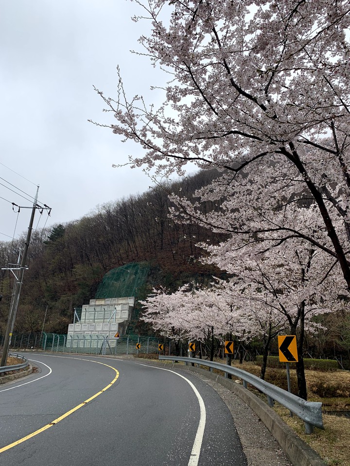 Road&cherry blossoms