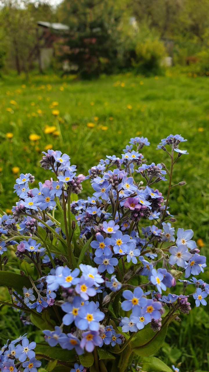 summer flower