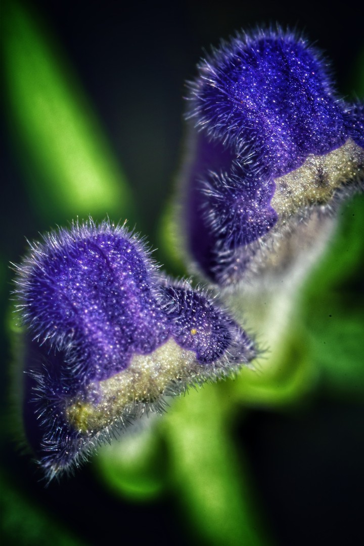 macro