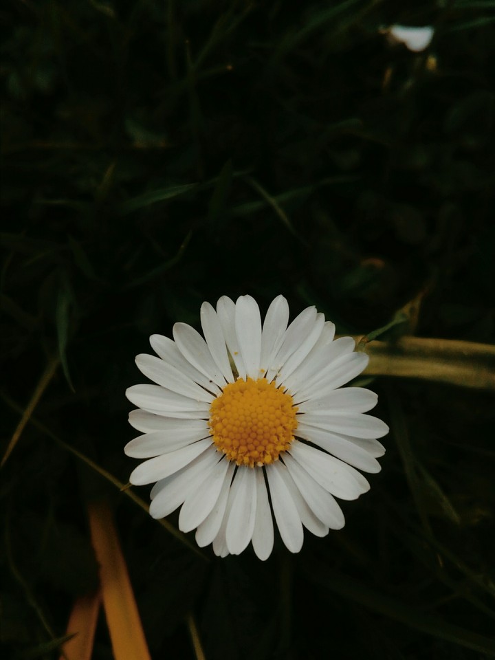 Floare Nasturas
