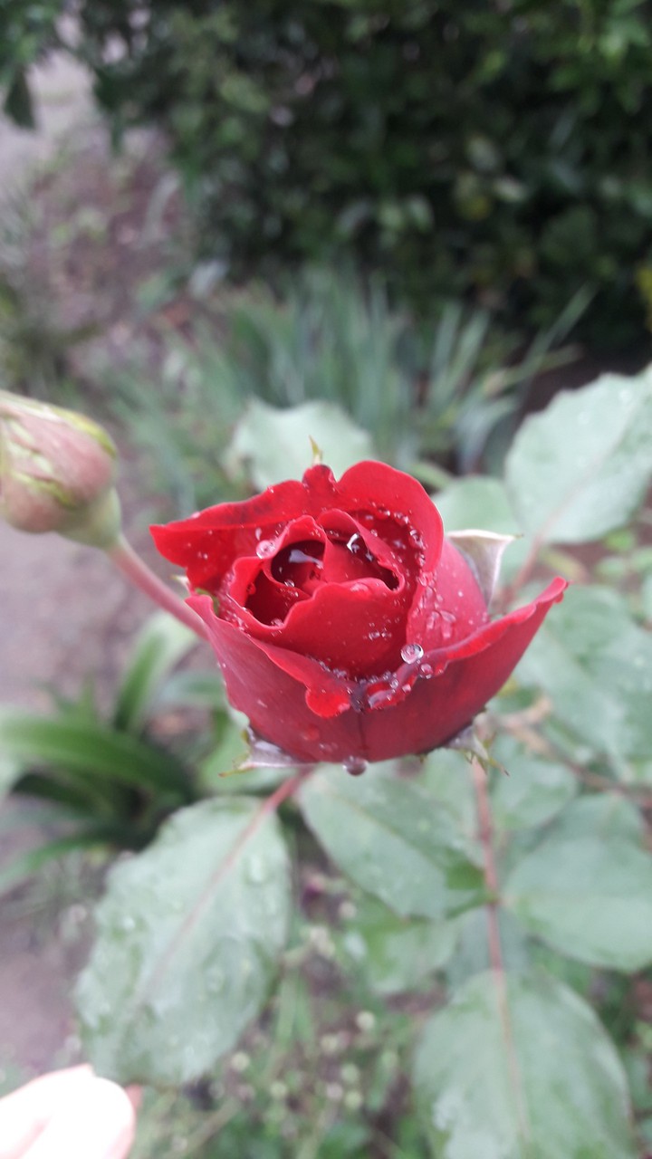 red rose in rain